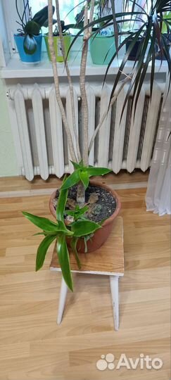 Драцена Маргината