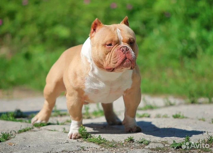 Булли Киндер открыт для вязки