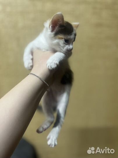 Котята в добрые руки бесплатно