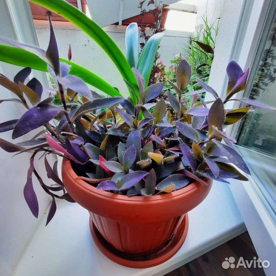 Традесканция