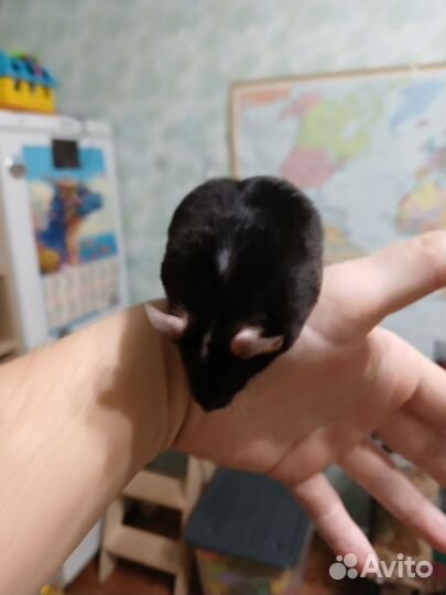 Клетка с сатиновым мышонком