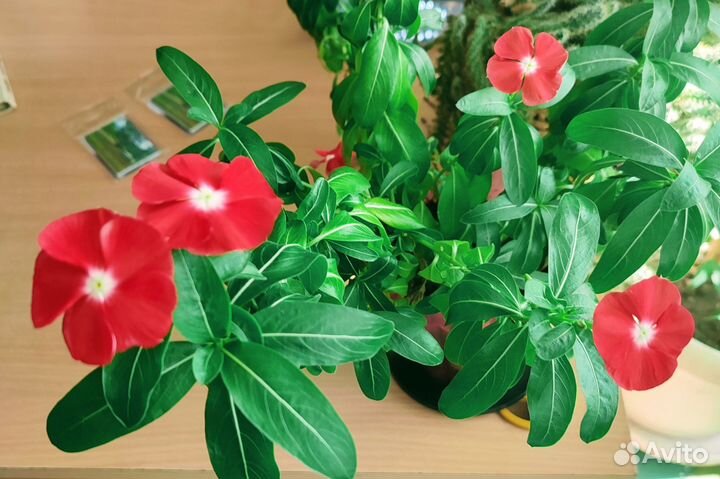 Катарантус розовый (барвинок)