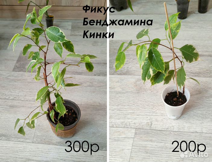 Комнатные растения цветы суккуленты