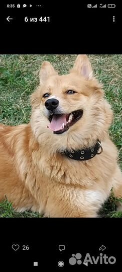 Вязка собак