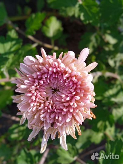 Хризантема кустовая