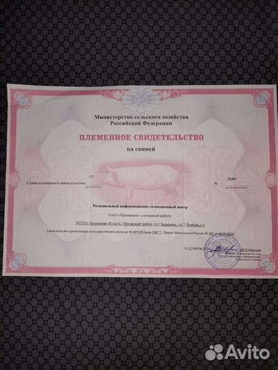 Семя хряка. Искусственное осеменение свиней