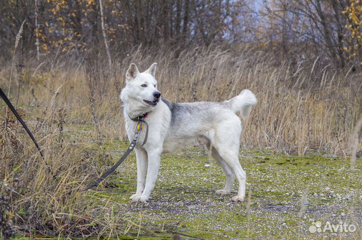 Собака в добрые руки мальчик молодой