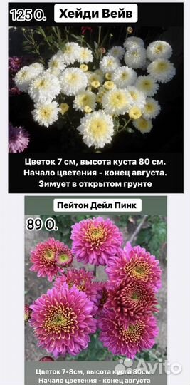 Черенки хризантемы корейской