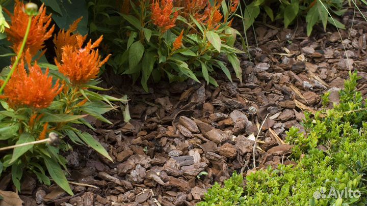 Мульча (щепа) цветная, декоративная