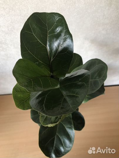 Фикус Лирата бамбино