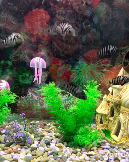 Аквариумные рыбки