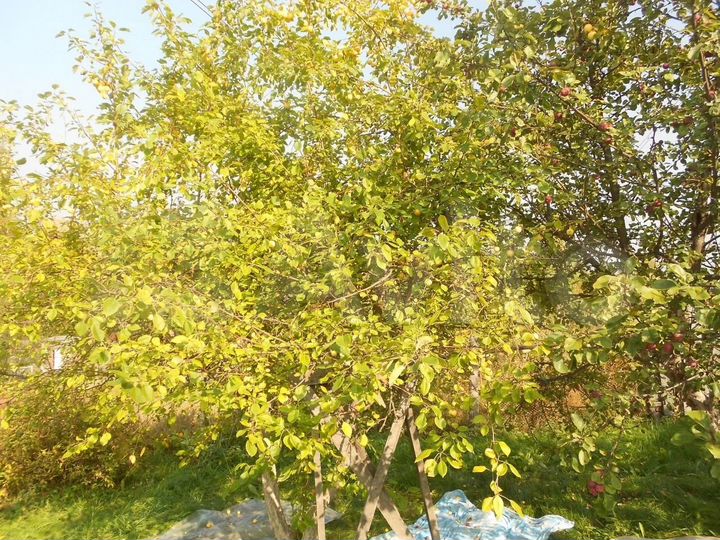 Участок 10 сот. (СНТ, ДНП)