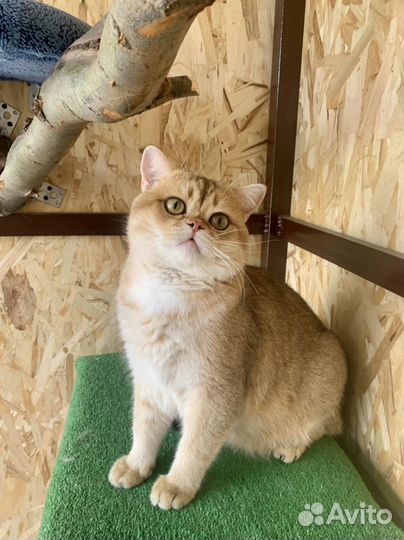 Шотландский кот вязка