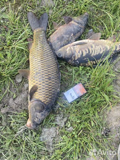 Рыба Карась-Карп