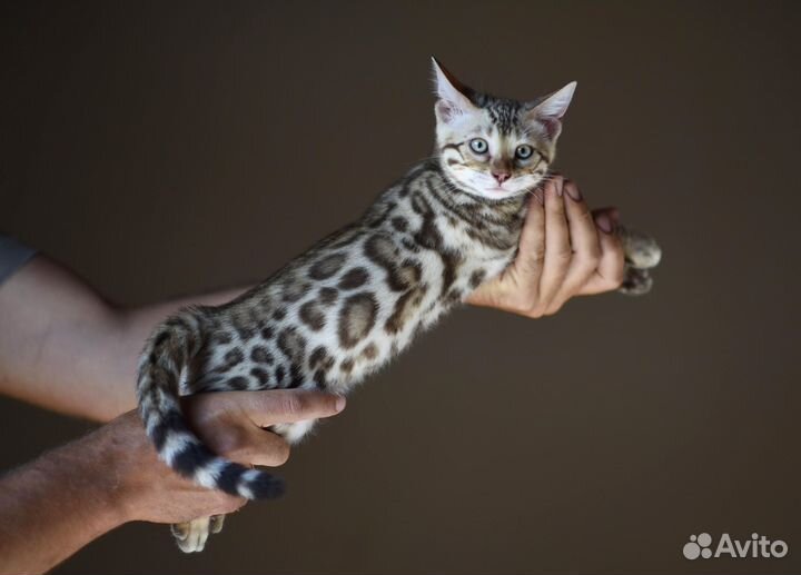 Бенгальский котенок сепия