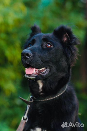 Бони ищет семью