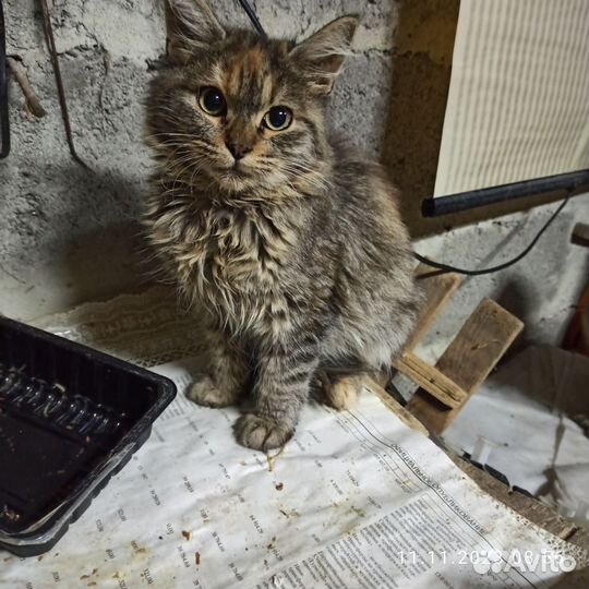Кошка