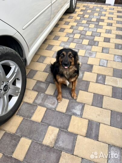 Собака в добрые руки