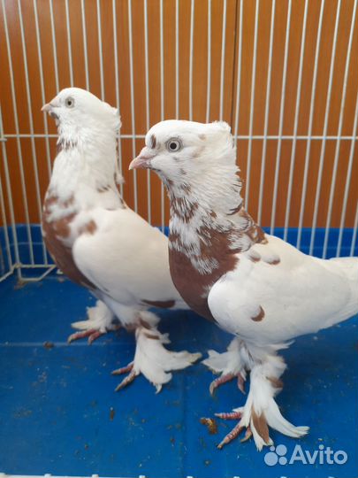 Голуби
