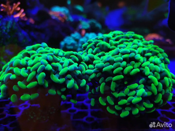 Кораллы для морского аквариума