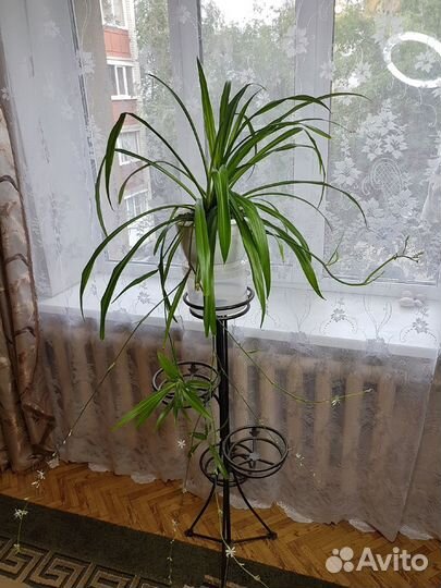 Хлорофитум, большое растение, комнатный цветок