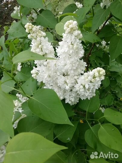 Сирень сортовая, малина