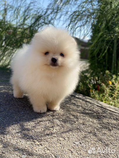 Померанский шпиц