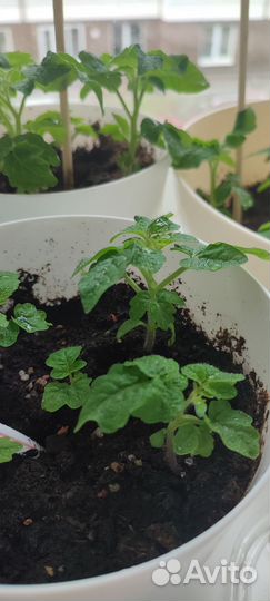 Рассада помидор балконный