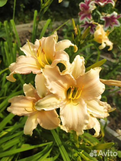 Лилейники сортовые