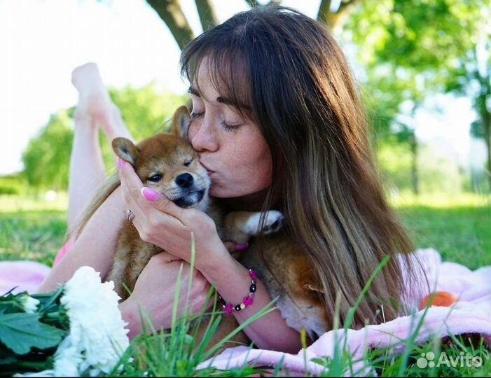 Кинолог, передержка собак