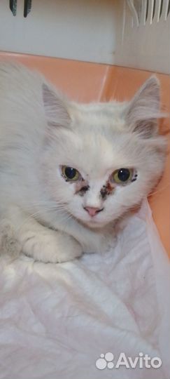 В районе цирка найдена киса Айси.Ищу добрые ручки