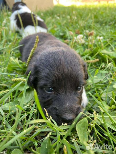 Собака в добрые руки отдам бесплатно