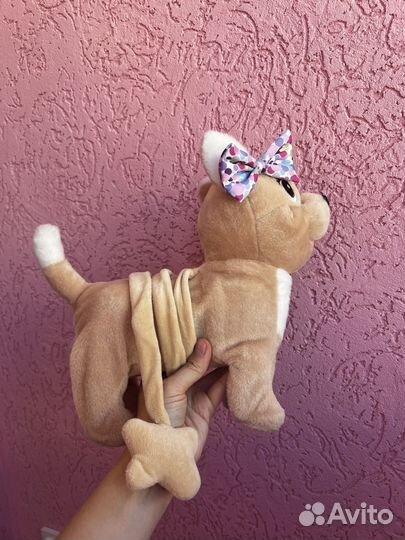 Собака чичи лав