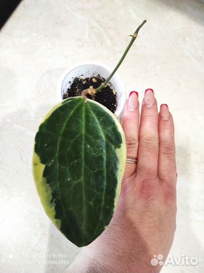 Хойя Макрофилла Альбомаргината и другие