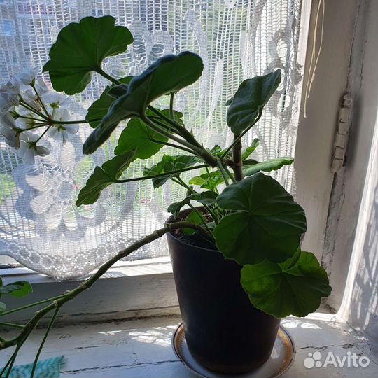 Комнатные растения цветы