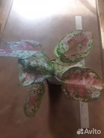 Аглаонема Триколор - неадапт