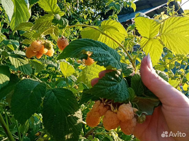 Саженцы желтой и красной малины