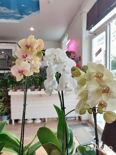 Орхидея фаленопсис доставка Комнатные цветы