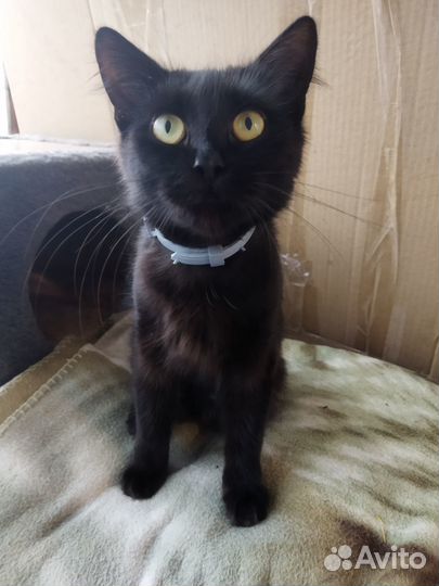 Молодая кошка