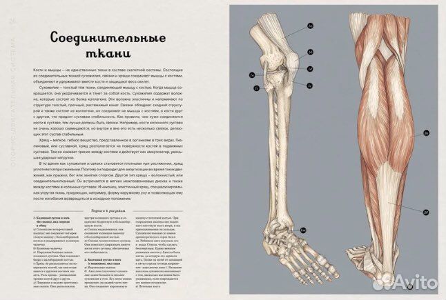 Анатомикум книга кэти видеман дженнифер пакстон