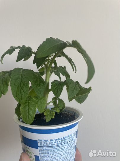 Рассада помидор