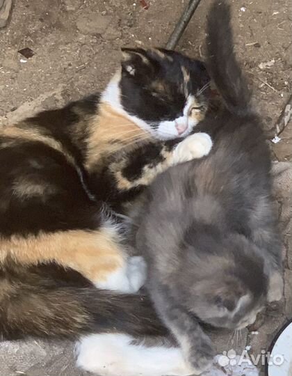 Шотландская вислоухая кошка