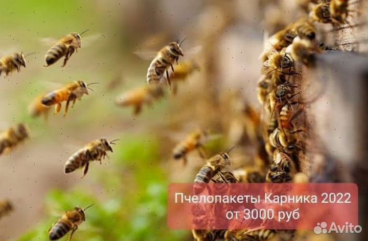 Пчелопакеты Карника