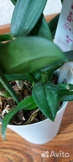 Дендрофаленопсис Sa-nook Polar Fire