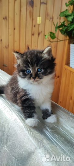 Котенок
