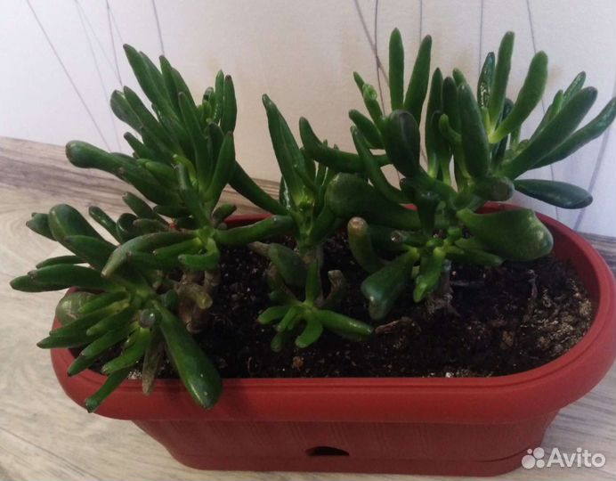 Бенджамина