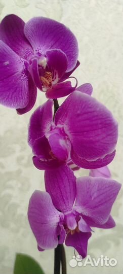 Орхидея фаленопсис
