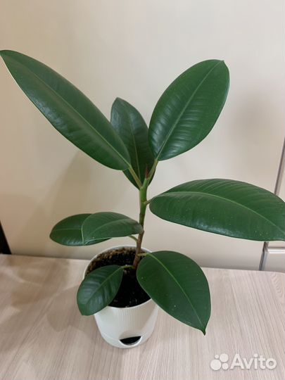 Фикус эластика робуста