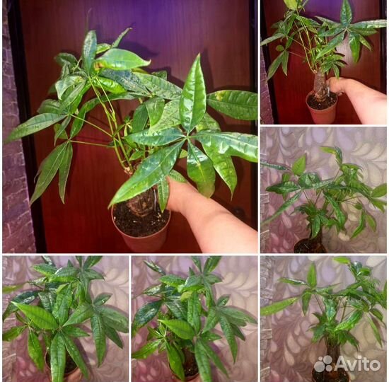 Комнатные растения в ассортименте