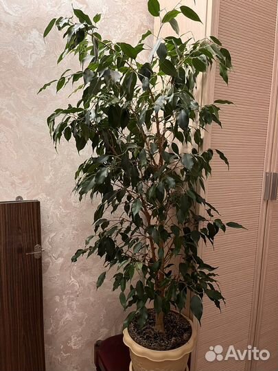 Фикус бенджамина большой
